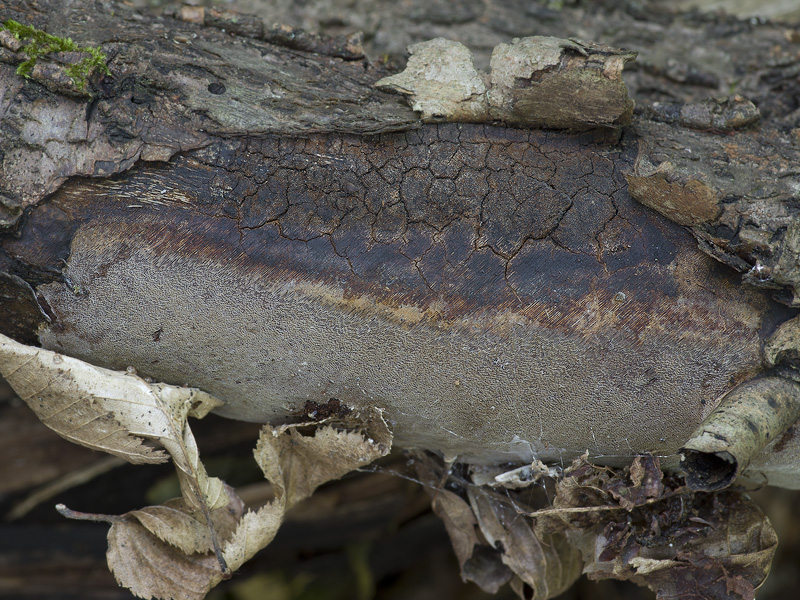 Phellinus rhamni